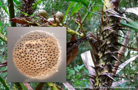 Rattan może pomóc w naprawie uszkodzonych kości
