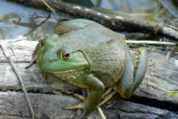 Odpady z akwakultury biomateriałem do naprawy kości